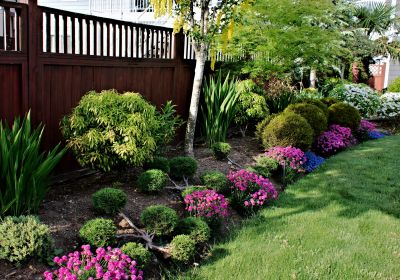 Privacy Shrub Planting