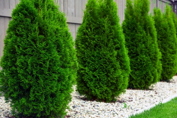 Arborvitae Planting in Jupiter