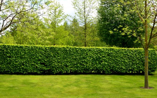 Hedge Planting in Jupiter