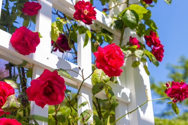Home Gardening Service in Jupiter