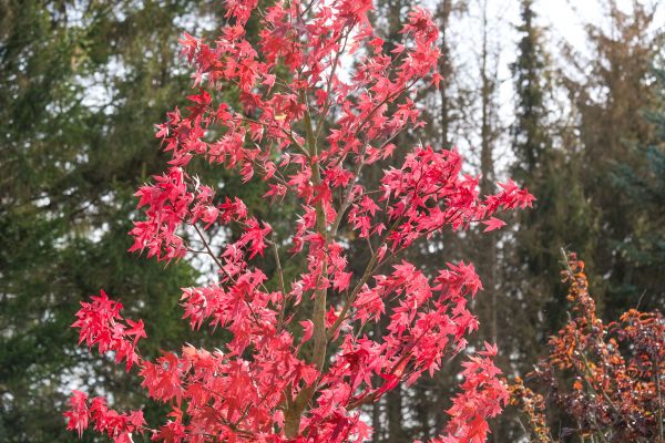 Japanese Maple Planting in Jupiter