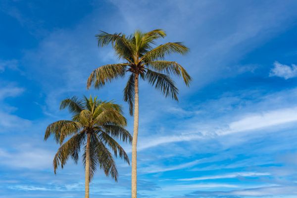Palm Tree Planting in Jupiter