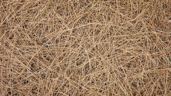 Pine Needles Delivery in Jupiter