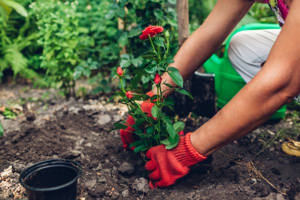 Planting Service in Jupiter