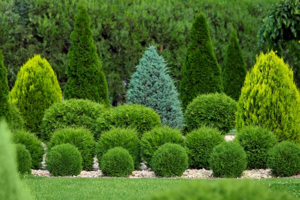 Shrub Replacement in Jupiter