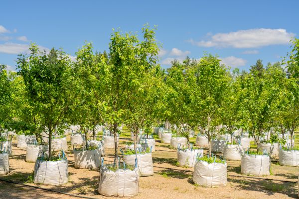 Tree Planting Service in Jupiter