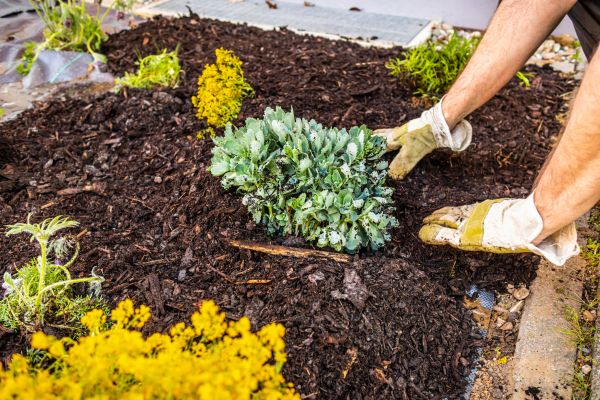 Weeding And Mulching in Jupiter
