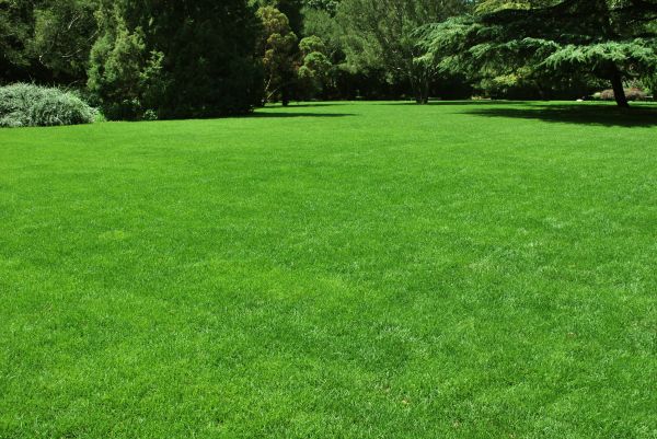 Lawn Landscaping in Jupiter