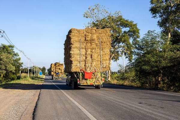 Pine Straw Delivery in Jupiter