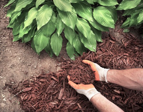 Shredded Mulch Service in Jupiter