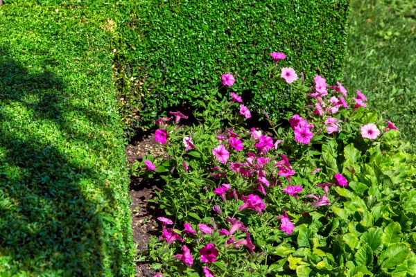 Softscaping Service in Jupiter