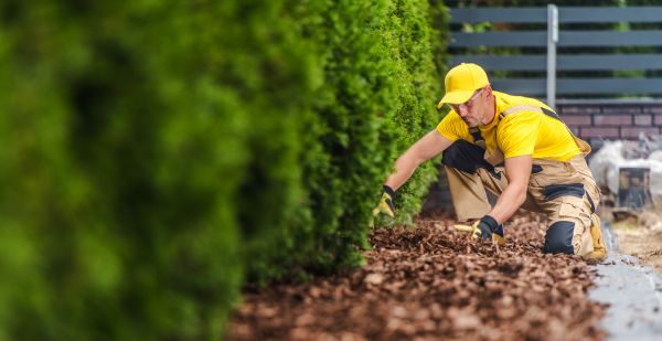 Cypress Mulch Installation in Jupiter