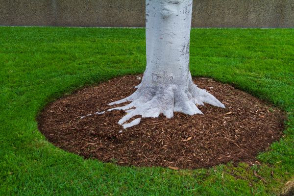 Brown Mulch Installation in Jupiter