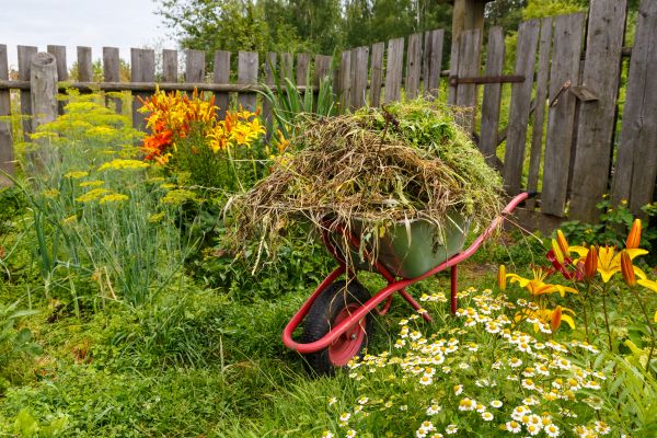 Garden Cleanup Service in Jupiter