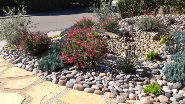 Xeriscape Landscaping in Jupiter