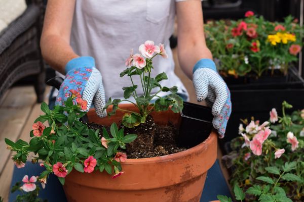 Plant Care Service in Jupiter
