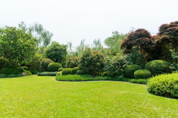 Tree Landscaping in Jupiter