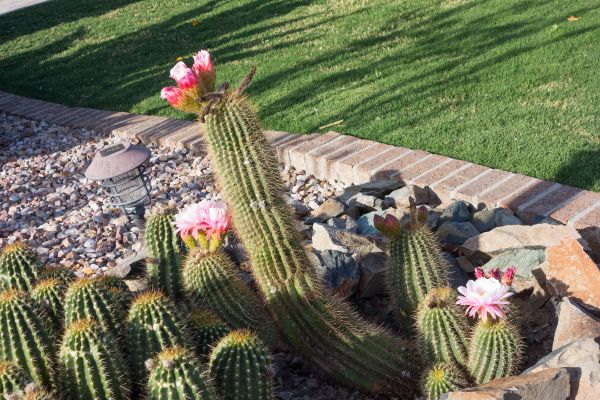 Desert Landscaping in Jupiter