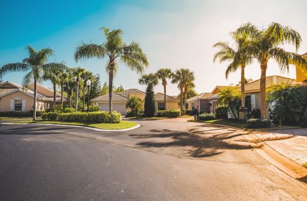 Palm Tree Landscaping in Jupiter