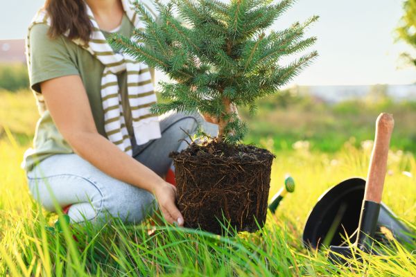 Spruce Tree Planting in Jupiter