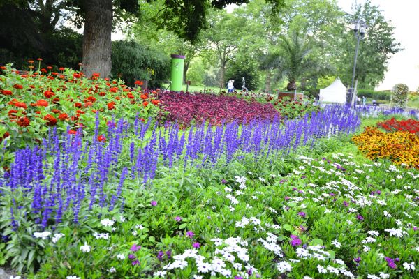 Perennials Planting in Jupiter