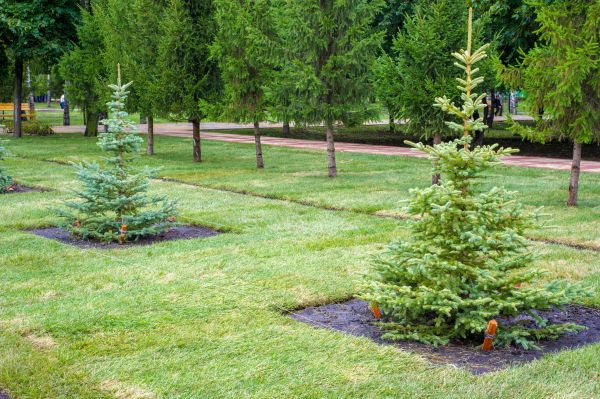 Privacy Trees Planting in Jupiter