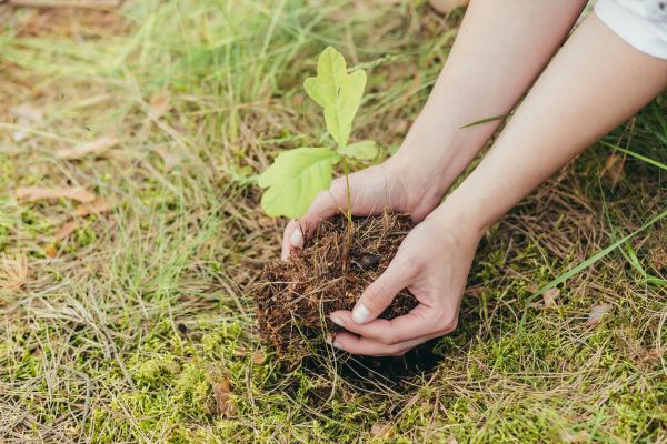 Oak Tree Planting in Jupiter