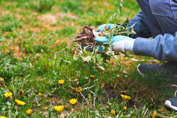 Flower Bed Clearing in Jupiter