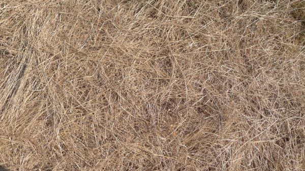 Pine Straw Replacement in Jupiter