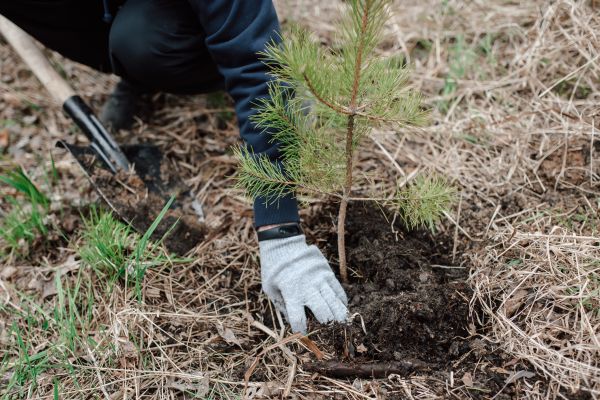 Pine Tree Planting in Jupiter