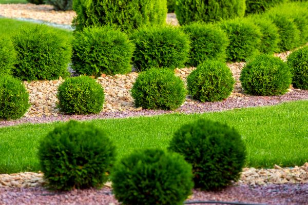 Bush Replacement in Jupiter