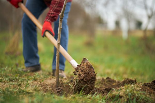 Trees Planting in Jupiter