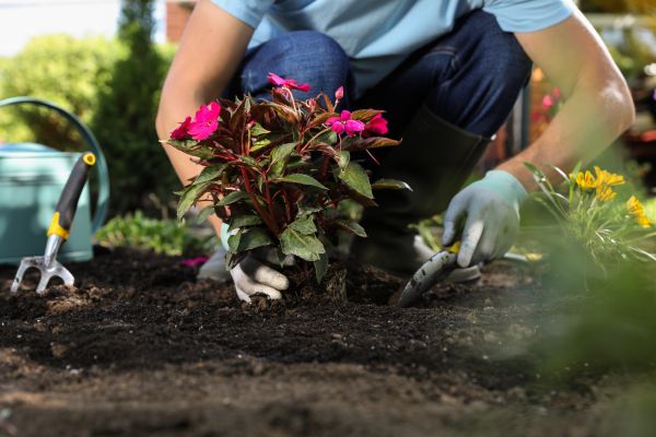 Plant Replacement in Jupiter