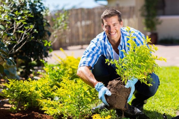 Shrub Landscaping in Jupiter