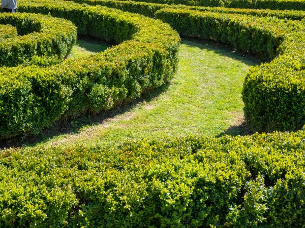 Bush Landscaping in Jupiter