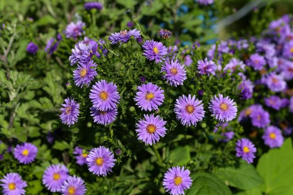 Perennial Flower Planting in Jupiter
