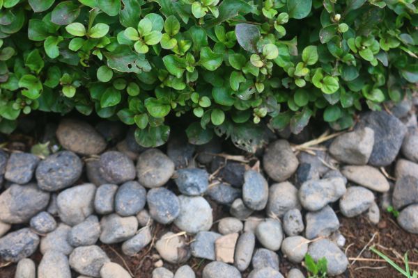 River Stone Installation in Jupiter