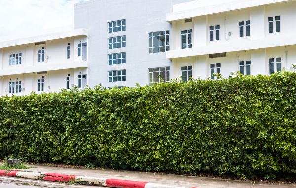 Privacy Landscaping in Jupiter