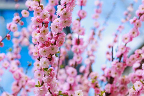 Japanese Cherry Tree Planting in Jupiter