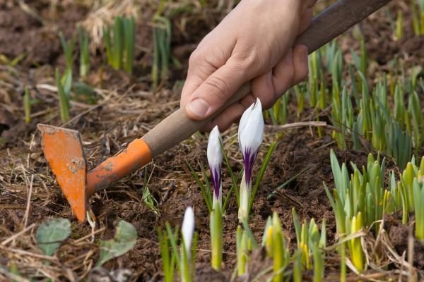 Flower Garden Weeding in Jupiter