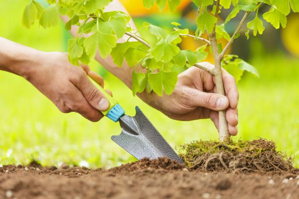 Fruit Tree Planting in Jupiter