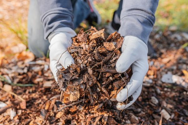 Shredded Mulch Installation in Jupiter