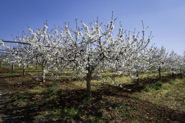 Orchard Planting in Jupiter