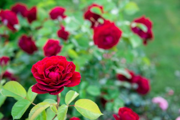 Rose Planting in Jupiter