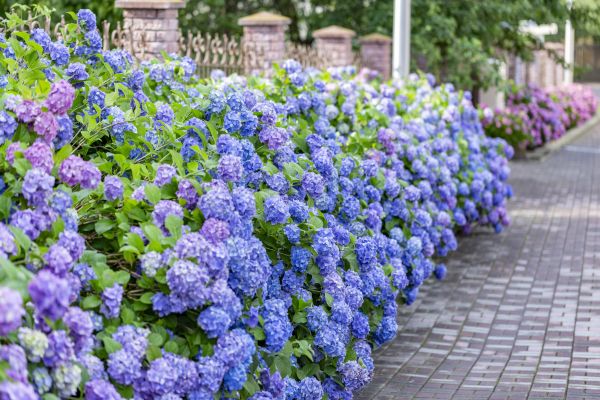 Hydrangea Landscaping in Jupiter