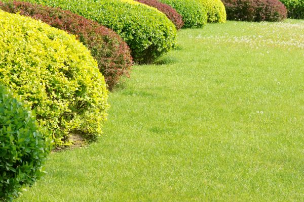 Shrubbery Planting in Jupiter