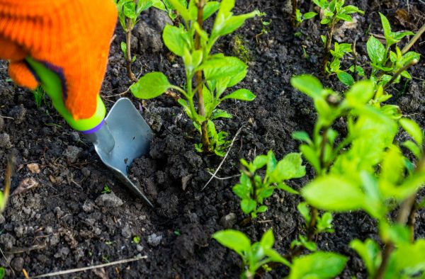 Hydrangea Planting in Jupiter