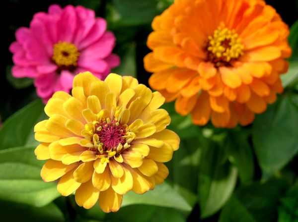Zinnia Planting in Jupiter