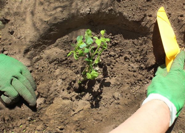 Rose Bush Planting in Jupiter