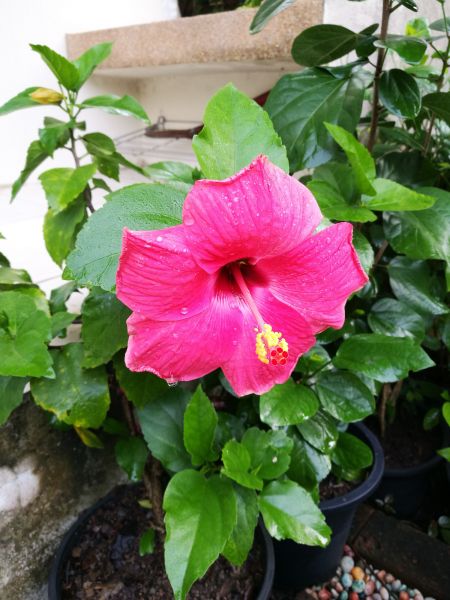 Hibiscus Planting in Jupiter